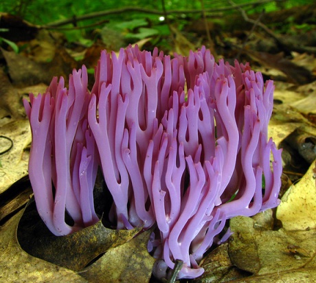 Aglio a funghi di unghie