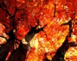 Autumn Equinox 2016 Thursday,  September 22, the change of the season in Italy,  all info