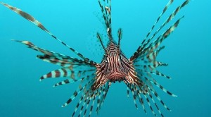 pesce-scorpione