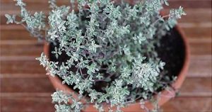 Il timo ? un portento! E? in grado di distruggere herpes, candida, raffreddore e abbassa la pressione!