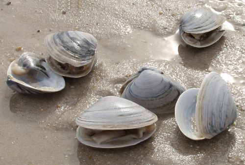 Come togliere velocemente la sabbia dalle vongole: ecco il metodo semplice e infallibile per spurgarle