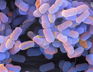 Escherichia coli, bambina in gravi condizioni: attenzione a questi sintomi