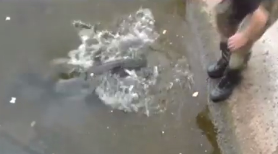 Cernobyl Le Radiazioni Generano Animali Mutanti Ecco Un Agghiacciante Video