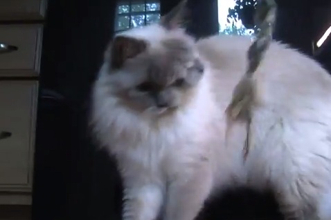 gatto a due teste