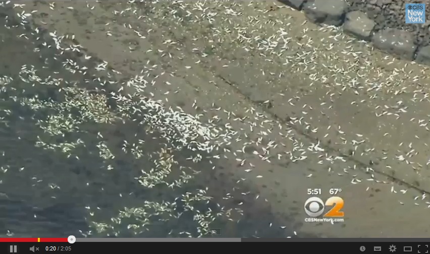 Migliaia di pesci morti