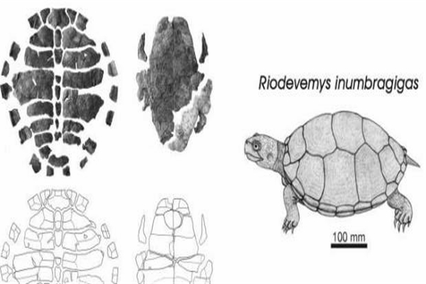 Riodevemys inumbragigas Riodevemys inumbragigas