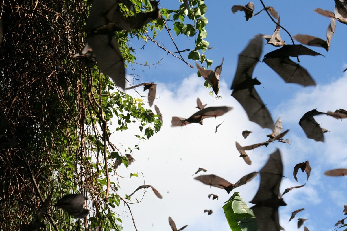 Coronavirus, ecco come lavorano gli scienziati che cercano il virus nei pipistrelli Coronavirus, ecco come lavorano gli scienziati che cercano il virus nei pipistrelli