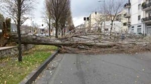 Albero caduto in viale Parco a Cosenza