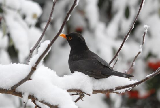 i giorni della merla 2015 i giorni della merla 2015