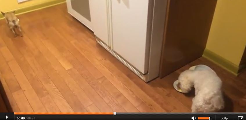 Cane che odia mangiare da solo Cane che odia mangiare da solo