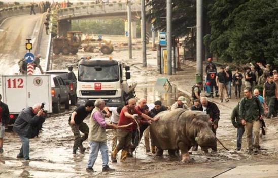 Animali scappano a Tbilisi