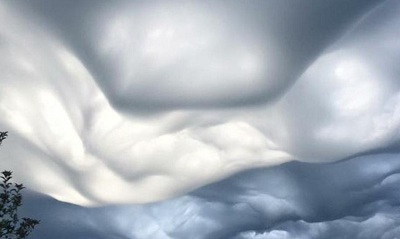 asperatus_kentucky2 Johannah McKinney Cheek