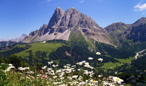 Global Warming: anche le piante scalano le montagne in cerca del fresco - sentres.com