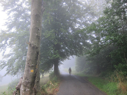 Tempo in atto: primo giorno della merla con temperature miti, nebbie e pioviggini - lemiegite.escursioniliguria.it