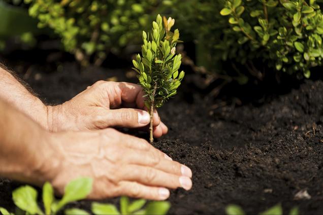 Tra gli impegni piantare tanti alberi quanti sono gli abitanti della Terra entro il 2020 - acpnet.org