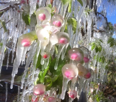 Per salvaguardare i meli in Alto Agige si ricorre all'irrigazione antibrina, con il ghiaccio che protegge i fiori dal congelamento