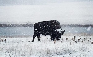 Incredibile tempesta di neve negli Usa: il parco di Yellowstone completamente bianco, foto
