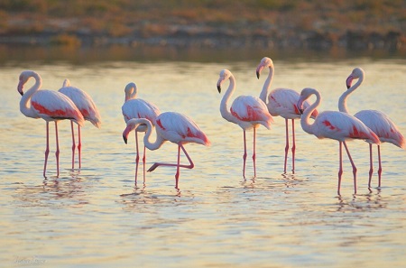 Magia In Salento Lo Spettacolo Dei Fenicotteri Rosa