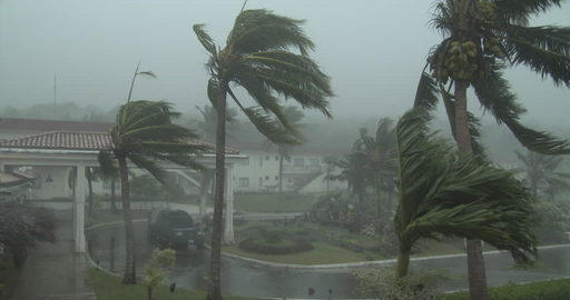 Uragani e palme: vediamo le caratteristiche di questi alberi tropicali che resistono a venti così intensi - Framepool