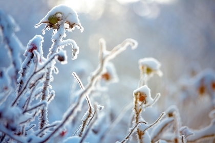 Meteo Inverno 2016-2017: stagione fredda sull'Italia che trascorrerà mite e secca come lo scorso anno o la tendenza sarà diversa? - AgroNotizie - Image Line Meteo Inverno 2016-2017: stagione fredda sull'Italia che trascorrerà mite e secca come lo scorso anno o la tendenza sarà diversa? - AgroNotizie - Image Line
