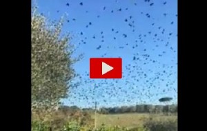 Terremoto Centro Italia: uccelli impazziscono durante la scossa