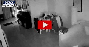 Terremoto Centro Italia: ecco l’assurda reazione di un gatto al sisma