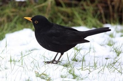 Arriva il freddo come da tradizione per i Giorni della Merla Vediamo le ultime tendenze