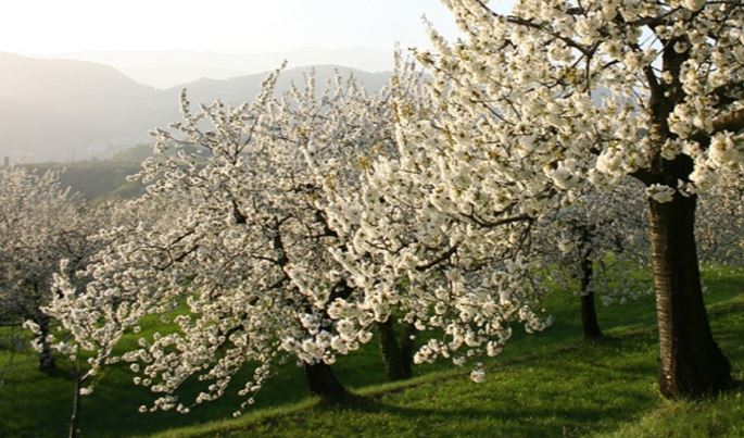 METEO ITALIA: l'anticiclone delle Azzorre porterà tempo stabile al Centro-Nord, attenzione invece al Sud per il passaggio di una goccia fredda - tzetze.it METEO ITALIA: l'anticiclone delle Azzorre porterà tempo stabile al Centro-Nord, attenzione invece al Sud per il passaggio di una goccia fredda - tzetze.it