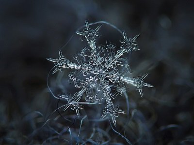 Cosa sapere sulla NEVE vediamo alcune caratteristiche tipiche della dama bianca