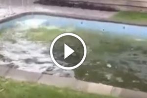 Il violento sisma M 7.4 scuote la piscina: il filmato riprende il fenomeno in diretta ed è disponibile nella terza pagina dell’editoriale