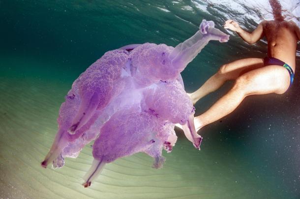 Spiagge italiane  allarme per la medusa letale Centro 