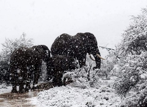Neve in Sud Africa con l'inizio della primavera australe - twitter:johnellpelser.jpg Neve in Sud Africa con l'inizio della primavera australe - twitter:johnellpelser.jpg