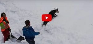 video Camoscio salvato in Austria