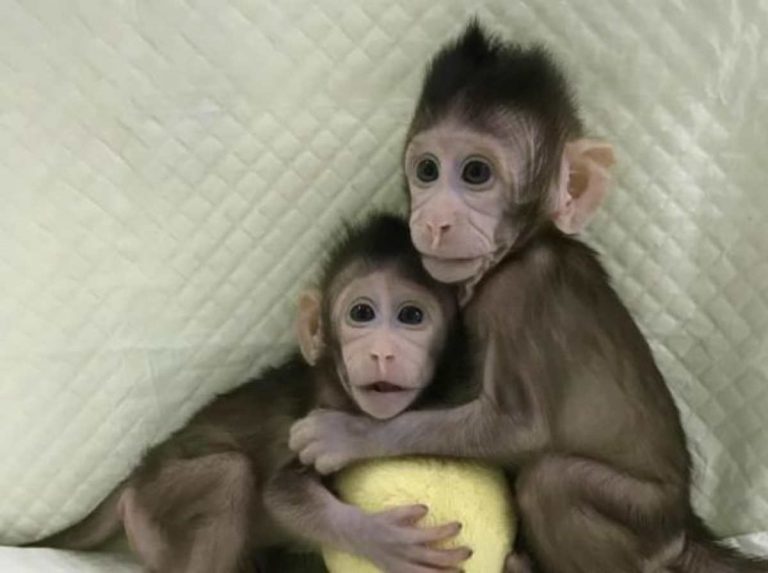 Scimmie clonate, in 5 sono state geneticamente modificate: ecco la loro caratteristica “speciale”