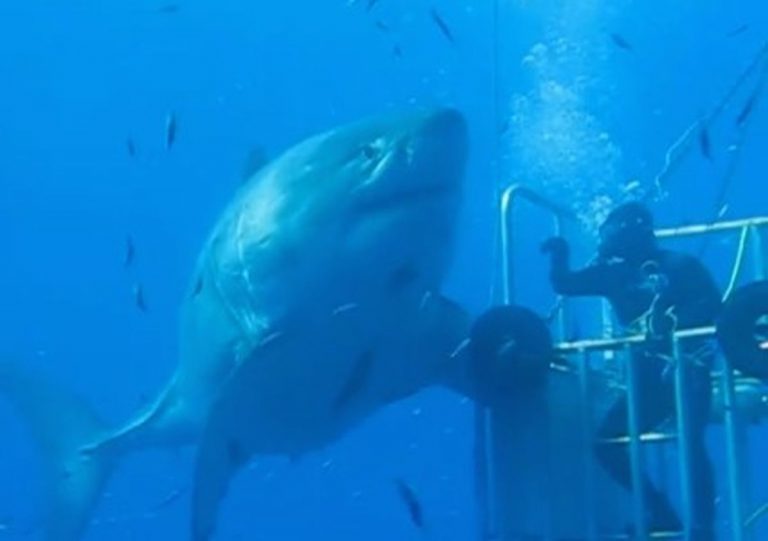 Squalo bianco enorme: riappare nelle acque del Pacifico Squalo bianco enorme: riappare nelle acque del Pacifico