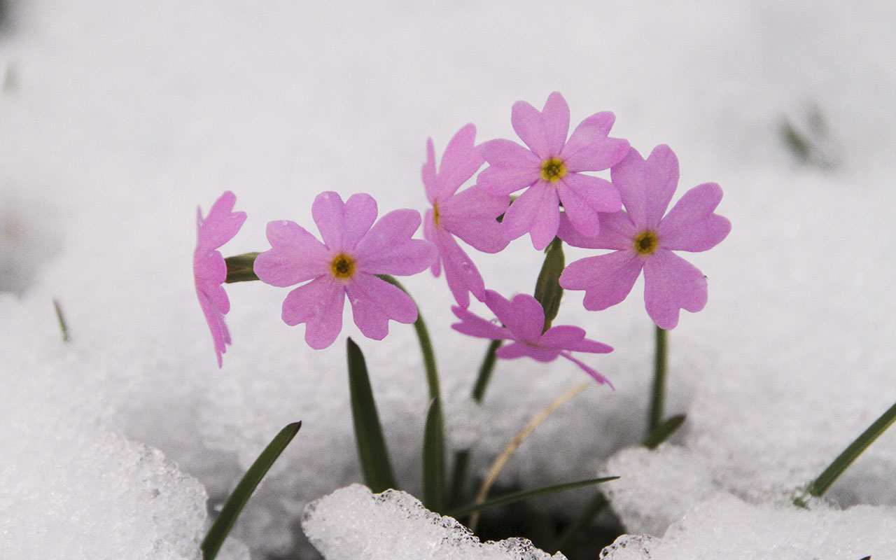 Freddo o primavera nel weekend? Ecco la tendenza meteo - sienanews.it