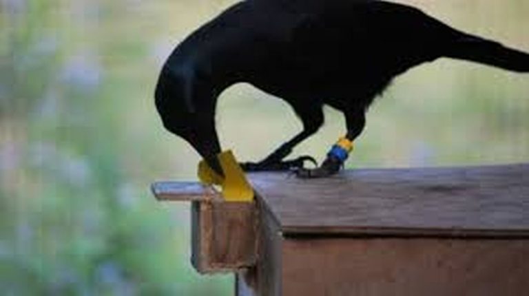 Corvi della Nuova Caledonia: studi dimostrano che hanno un’intelligenza pazzesca