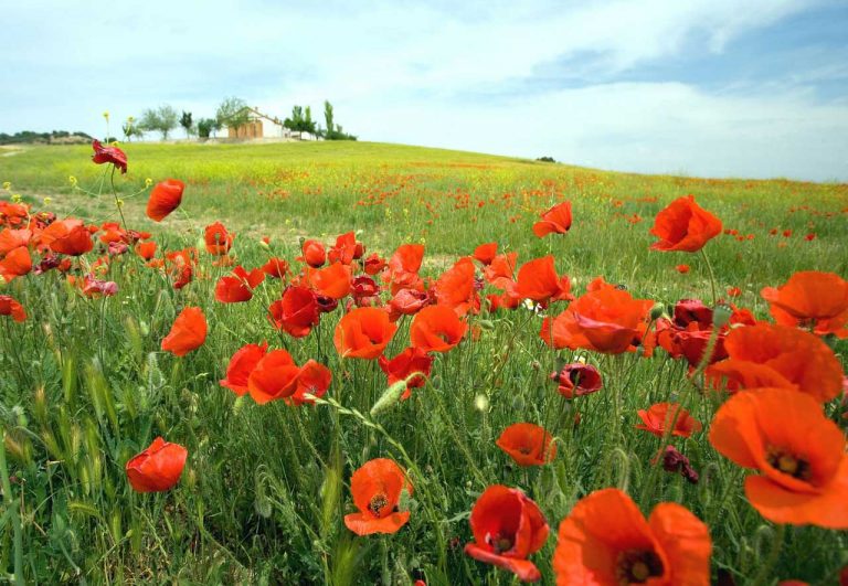 METEO – Assaggio di PRIMAVERA in arrivo in ITALIA con tanto SOLE e CLIMA GRADEVOLE . La TENDENZA