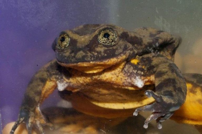 E’ la rana più sola al mondo: a rischio estinzione cerca l’amore