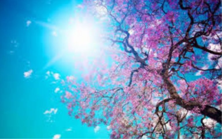 METEO – Alta pressione porta SOLE e aria di PRIMAVERA con TEMPERATURE oltre i 20°C. Vediamo dove METEO – Alta pressione porta SOLE e aria di PRIMAVERA con TEMPERATURE oltre i 20°C. Vediamo dove
