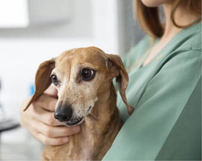 I cani possono fiutare gli attacchi di epilessia, c’è la prova scientifica