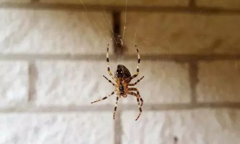 Non devi uccidere mai più i ragni che si trovano in casa. Il famoso entomologo spiega perchè