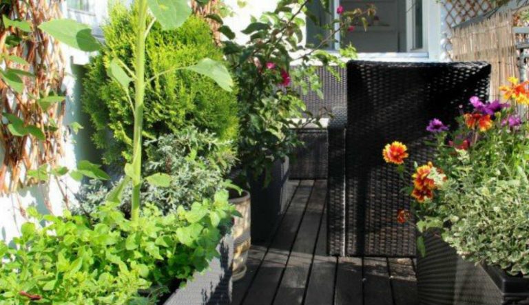 Le 6 piante che purificano l’aria in casa: ecco quali sono