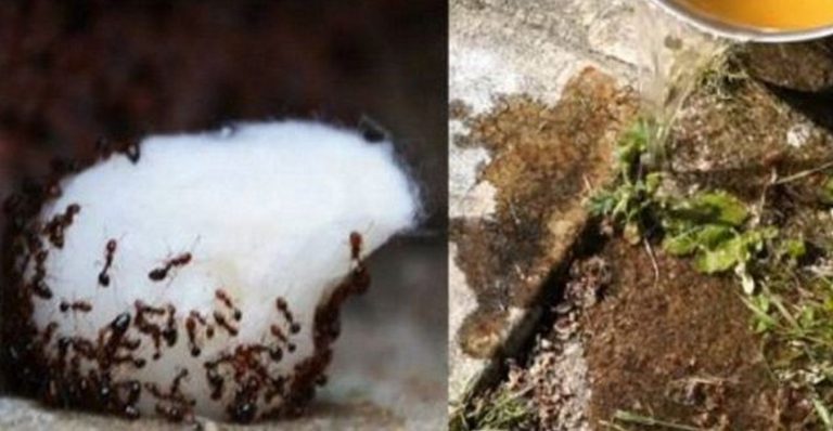 Formiche in casa: basta unire questi ingredienti per eliminarle  in maniera definitiva