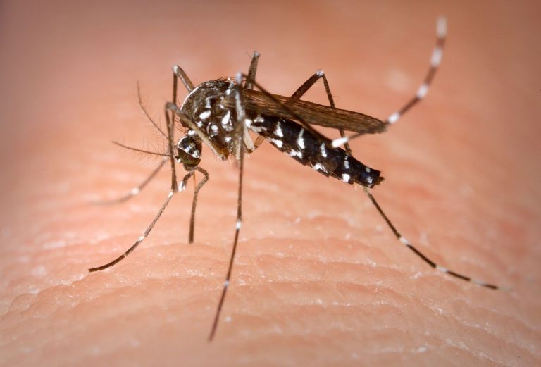 Le zanzare tigre infetteranno 1 miliardo di persone entro il 2080: l’allarme degli scienziati