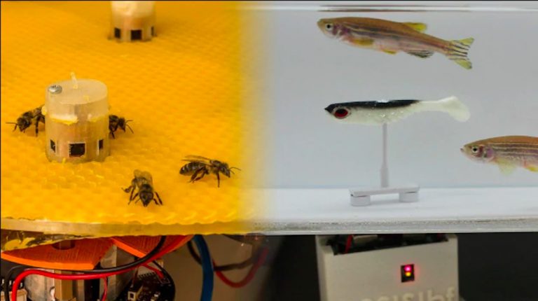 Ecco i Mobots, i robot che ci faranno parlare con gli animali