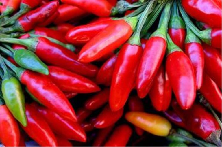 Tumore al polmone, il peperoncino è un’arma in più per combatterlo