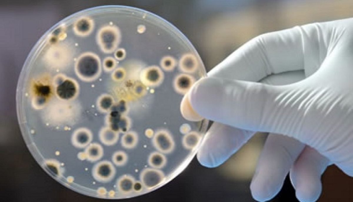 Candida Auris