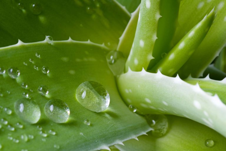 Aloe Vera, la pianta dai poteri miracolosi: ecco i 5 grandi benefici per l’organismo