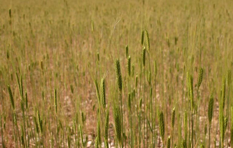 Celiachia, un grano lo aiuta a prevenire: il piccolo farro Celiachia, un grano lo aiuta a prevenire: il piccolo farro